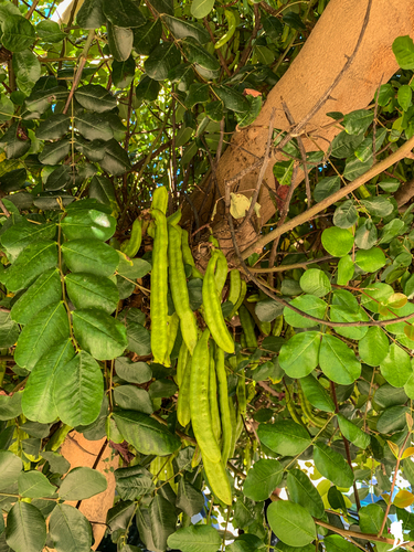 carob tree