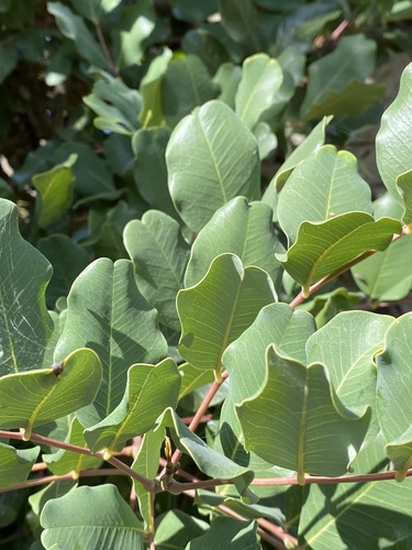 carob tree
