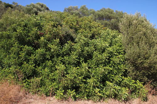 carob tree