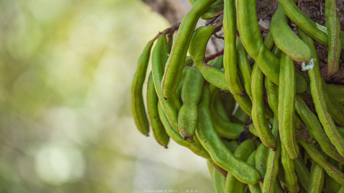 carob tree
