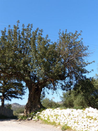 carob tree