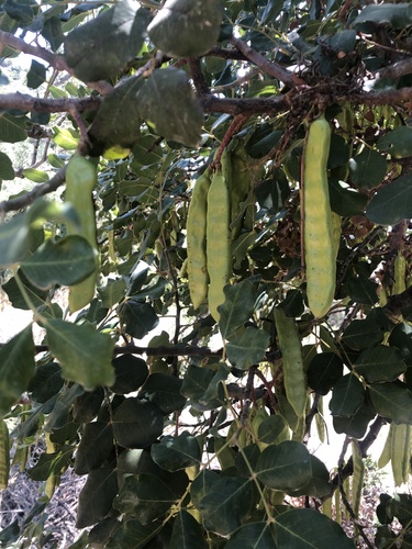 carob tree