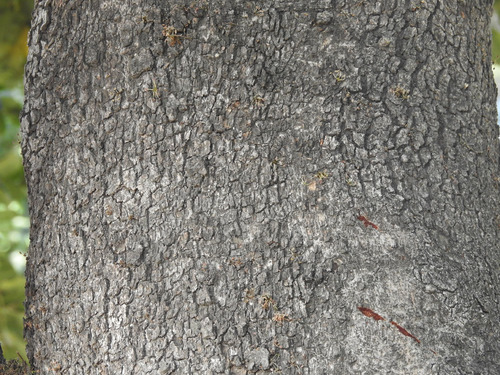 carob tree
