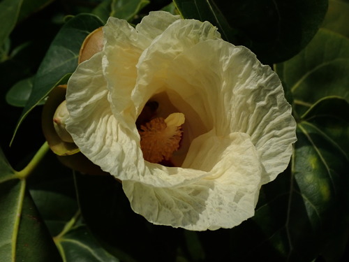 Portia tree