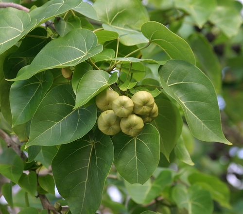 Portia tree