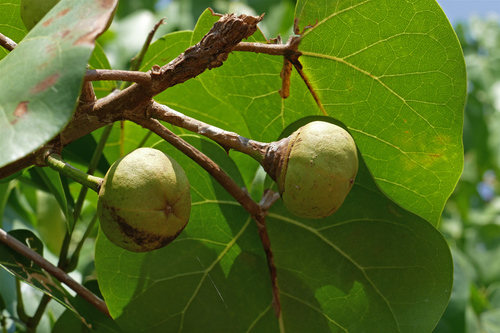 Portia tree