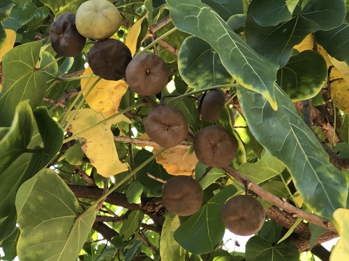 Portia tree