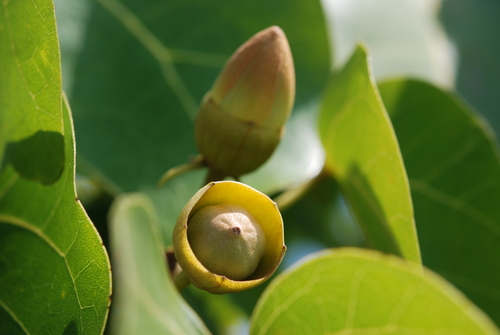 Portia tree