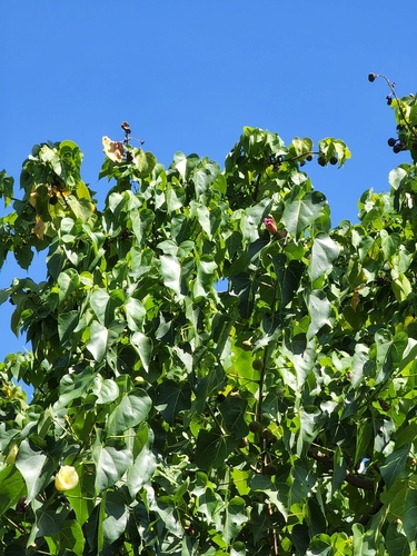 Portia tree
