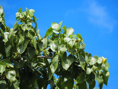 Portia tree