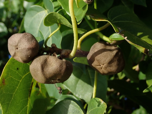 Portia tree