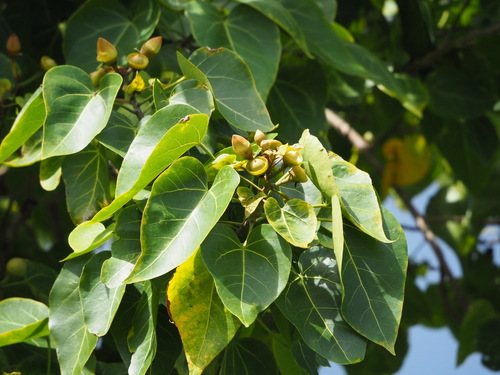 Portia tree