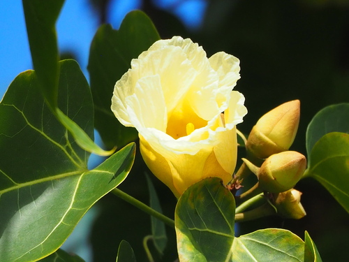 Portia tree