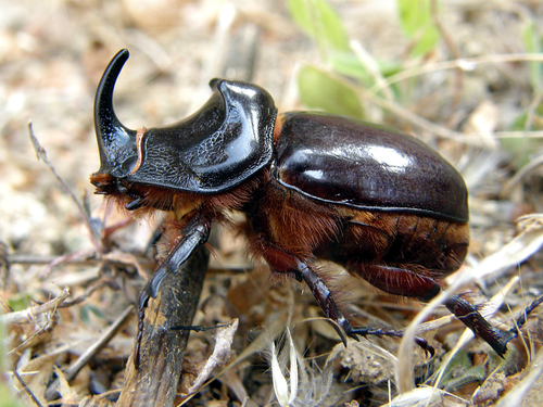 European Rhinoceros Beetle