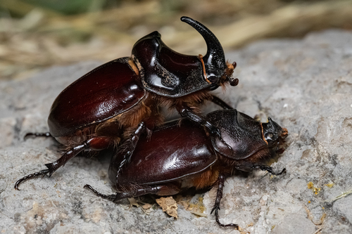 European Rhinoceros Beetle