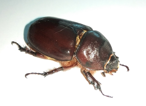 European Rhinoceros Beetle