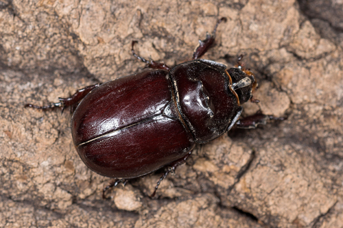 European Rhinoceros Beetle