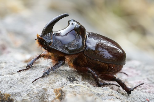 European Rhinoceros Beetle