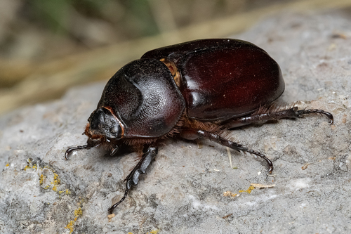 European Rhinoceros Beetle