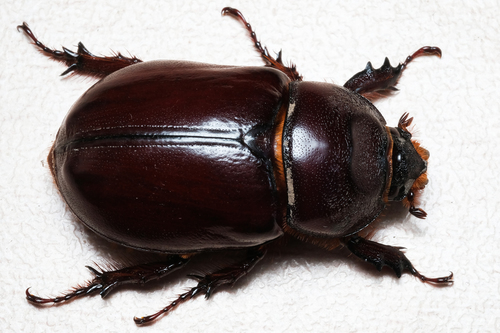 European Rhinoceros Beetle