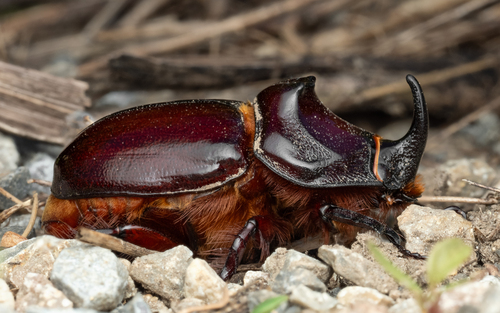 European Rhinoceros Beetle