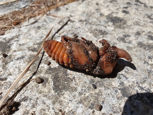 European Rhinoceros Beetle