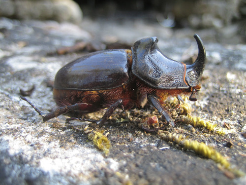 European Rhinoceros Beetle