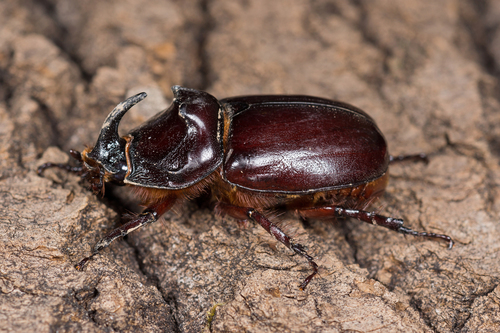 European Rhinoceros Beetle