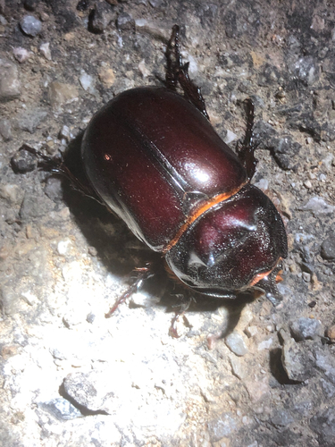 European Rhinoceros Beetle