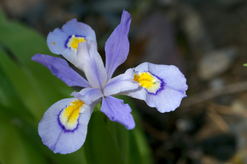 dwarf crested iris
