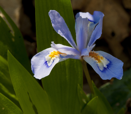 dwarf crested iris