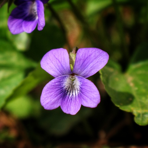 common blue violet