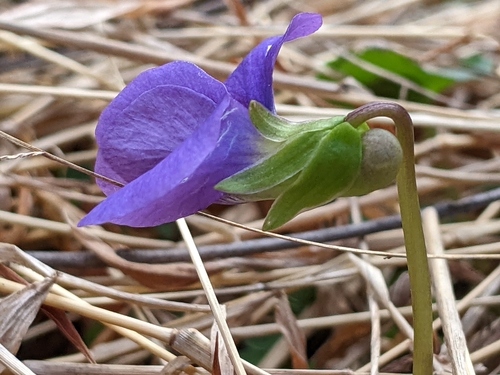 common blue violet