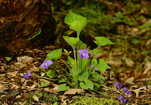 common blue violet