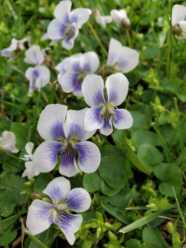 common blue violet