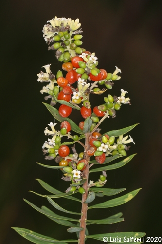 Flax-leaved Daphne