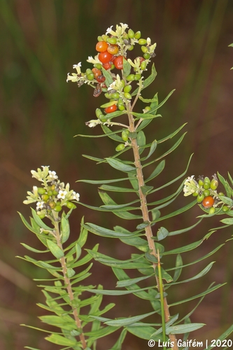 Flax-leaved Daphne