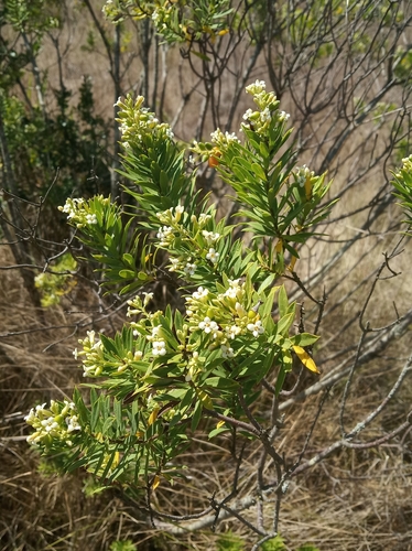 Flax-leaved Daphne