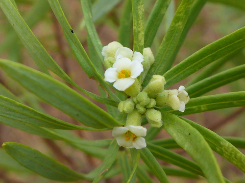 Flax-leaved Daphne