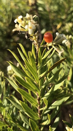 Flax-leaved Daphne