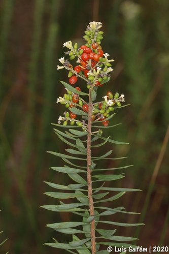 Flax-leaved Daphne
