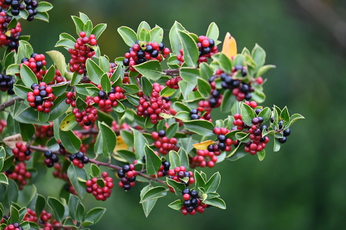 Mediterranean buckthorn