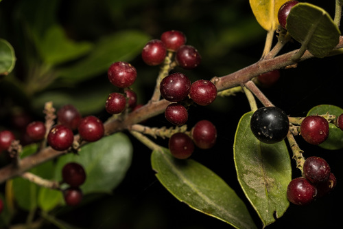 Mediterranean buckthorn