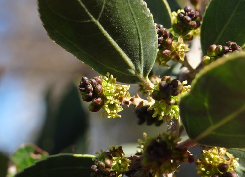 Mediterranean buckthorn