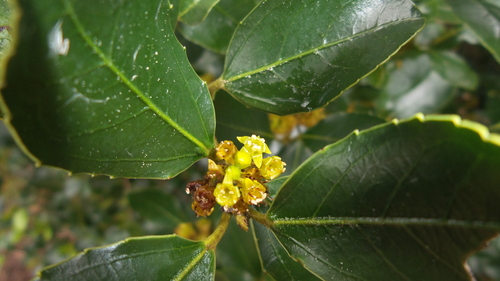 Mediterranean buckthorn