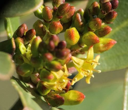 Mediterranean buckthorn