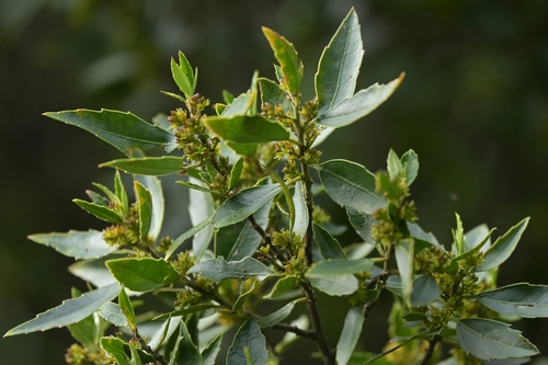 Mediterranean buckthorn