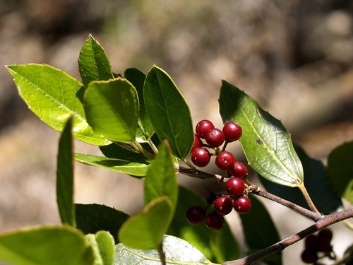 Mediterranean buckthorn