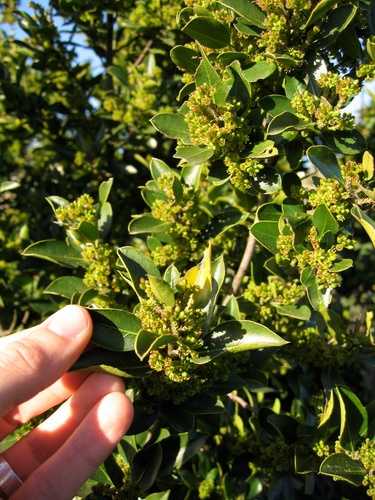 Mediterranean buckthorn