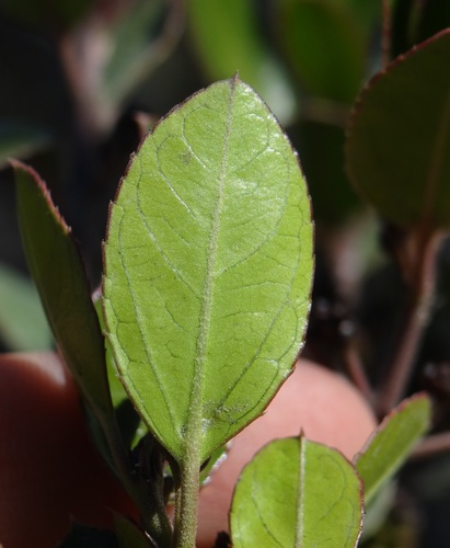 Mediterranean buckthorn